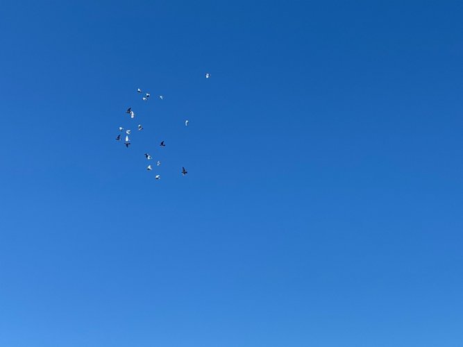 birds2.jpg birds2.jpg