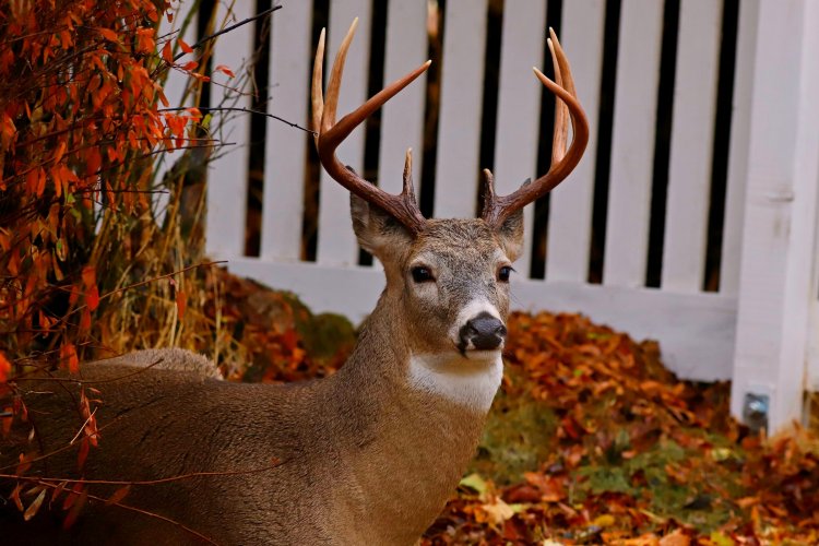 Daughter's Yard Buck.jpg