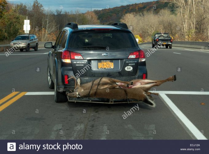 dead-deer-on-back-of-car-ECJ12A.jpg