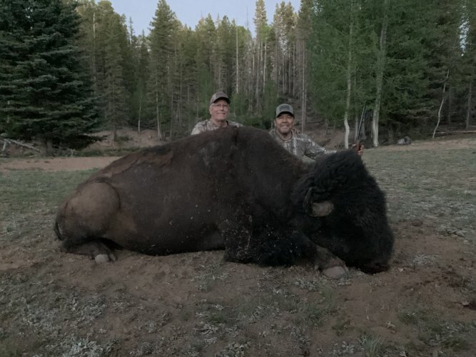 HRO - Manny's bull bison.jpg HRO - Manny's bull bison.jpg