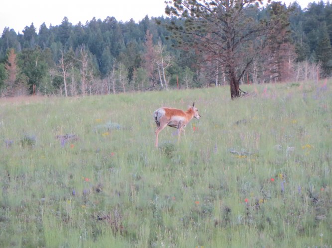 high pronghorn.JPG