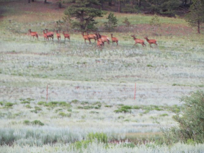 elk herd 2 pony park 7-7-21.JPG