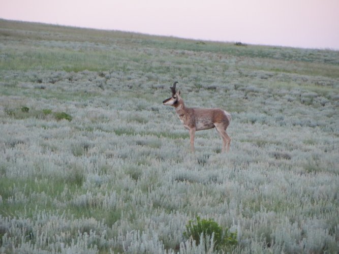 pronghorn buck pony park 7-7-21.JPG
