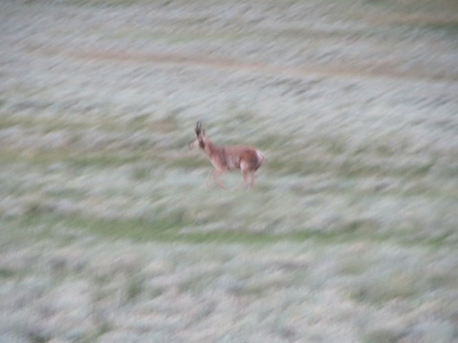 pronghorn running pony park 7-7-21.JPG