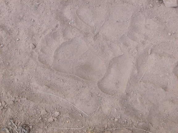 Grizzly Tracks.JPG Grizzly Tracks.JPG