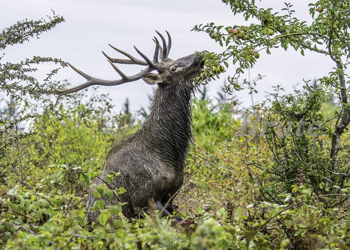 Roosevelt eating apples  September 2015 a-1274.JPG