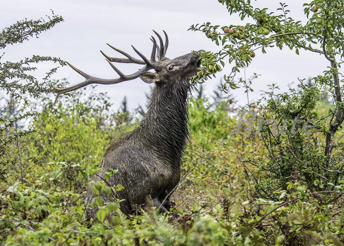 Roosevelt eating apples  September 2015 a-1274.JPG