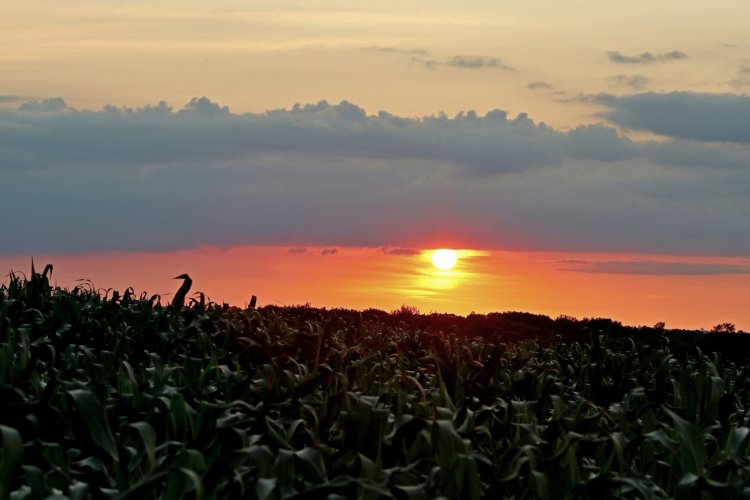 Driftless Region WI Corn Field Sunset.jpg