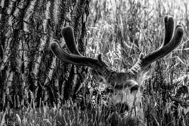 Mule Deer Buck Resting in the shade.jpg