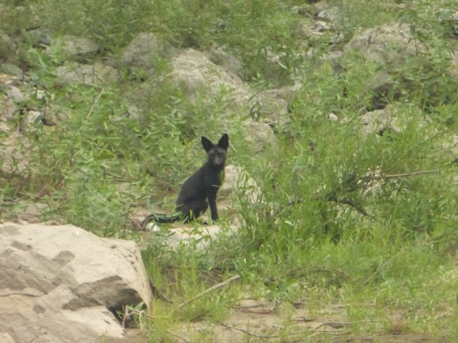 black fox.jpg