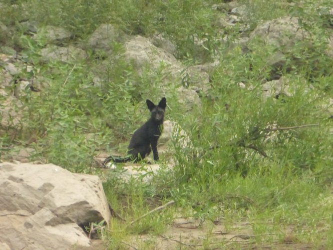 black fox.jpg black fox.jpg
