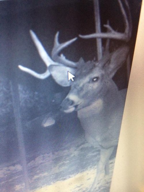 2016 Kansas Whitetail Hunt (1).jpg 2016 Kansas Whitetail Hunt (1).jpg