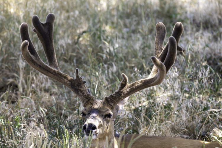 Mule Deer Buck Resting in the shade_2.jpg