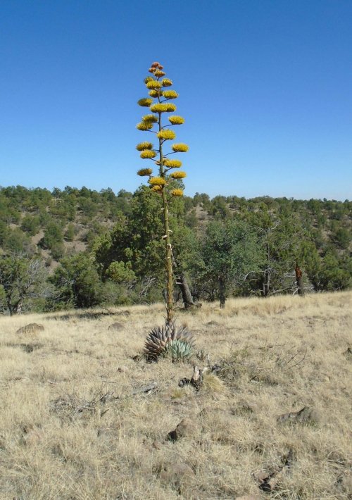 Agave Plant In Bloom.jpg