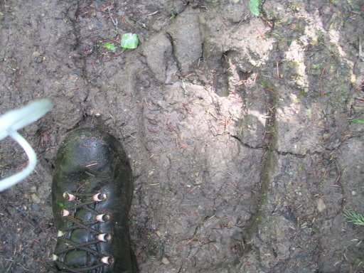 Bob 2006_bearfoot2.jpg Bob 2006_bearfoot2.jpg