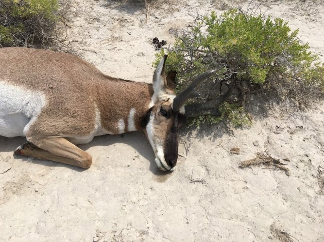 NV 2016 Pronghorn buck down.JPG NV 2016 Pronghorn buck down.JPG