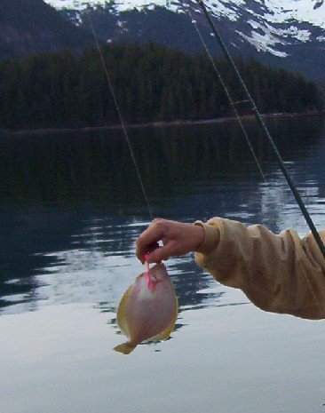 flounder.jpg