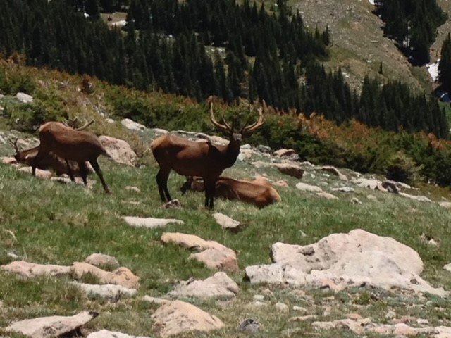 RMNP Elk.jpg