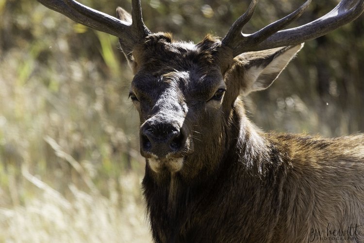 RMNP_BULL_ELK_WEB.jpg