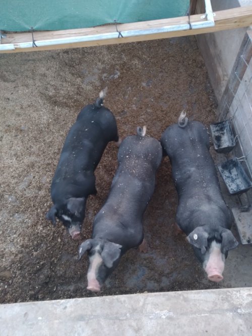 Resized_20210615_201129.jpeg Resized_20210615_201129.jpeg