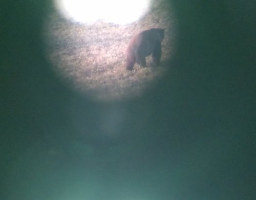 Bear spotter.jpg