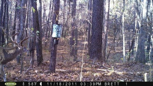 trail cam buck  (640x359).jpg