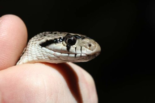 Boot_Snake.jpg Boot_Snake.jpg