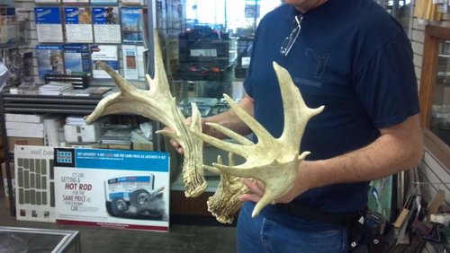 whitetail shed 003.jpg