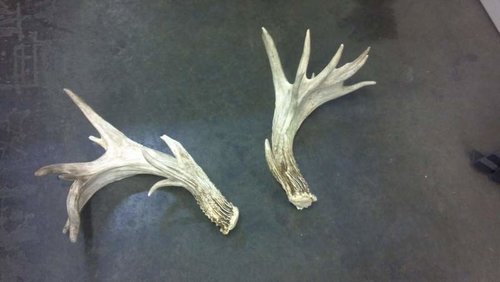 whitetail shed 004.jpg