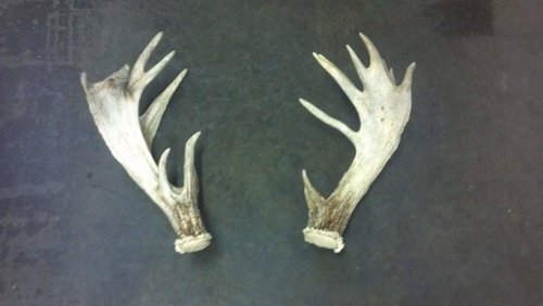 whitetail shed 006.jpg