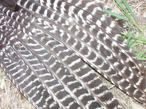2012springturkey 023.jpg