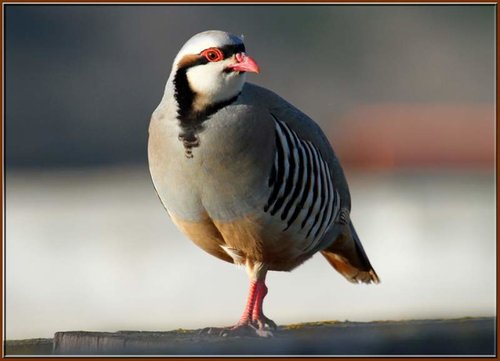 Chukar.jpg