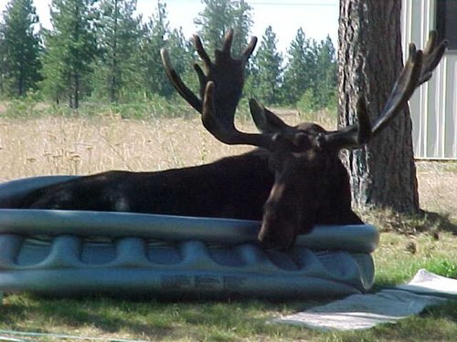 moose1.JPG