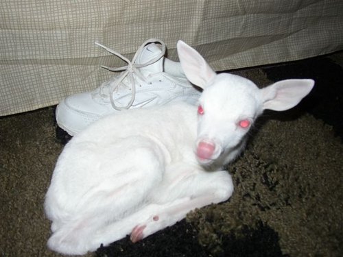 Albino Whitetail Fawn 2006.jpg