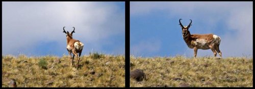 Antelope.jpg Antelope.jpg