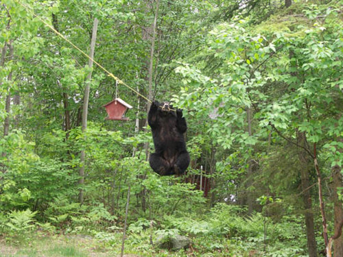 bear_feeder1_181.jpg