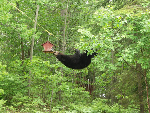 bear_feeder1a_198.jpg