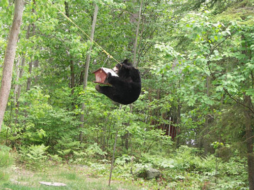 bear_feeder_1b_686.jpg