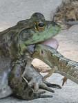 frog.jpg frog.jpg