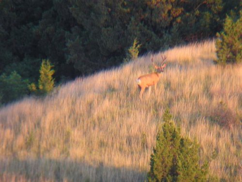 Scouting 7-7-2012 (5).jpg Scouting 7-7-2012 (5).jpg