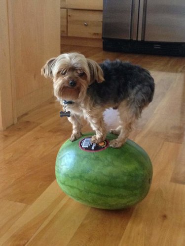 Bert Watermelon.jpg