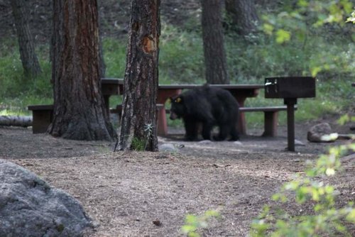 Bear Picnic Bench.jpg