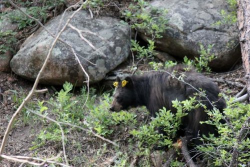 Bear.jpg
