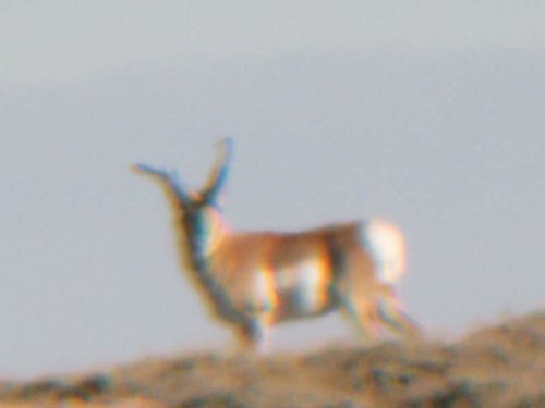 cow (1).jpg
