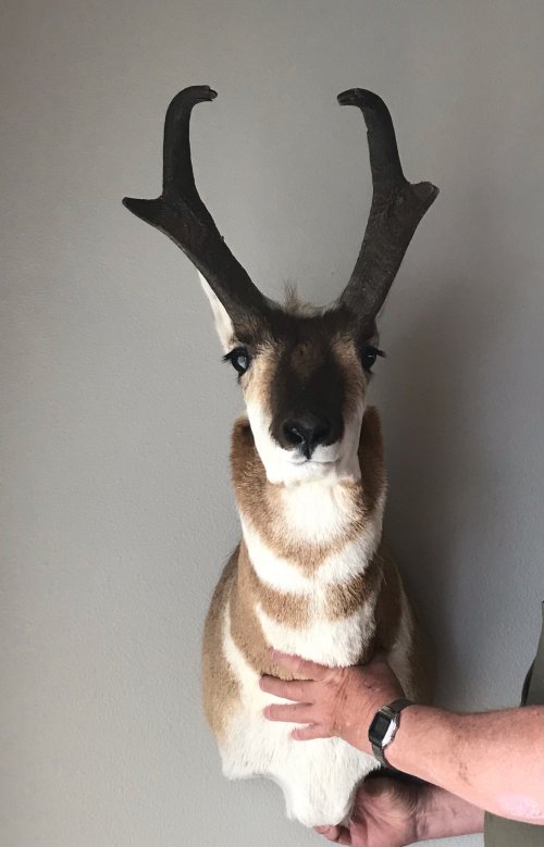 Montana Antelope Draw Page 6 Hunt Talk