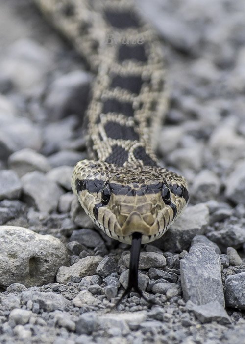 Gopher Snake July 2021 a-6190.JPG