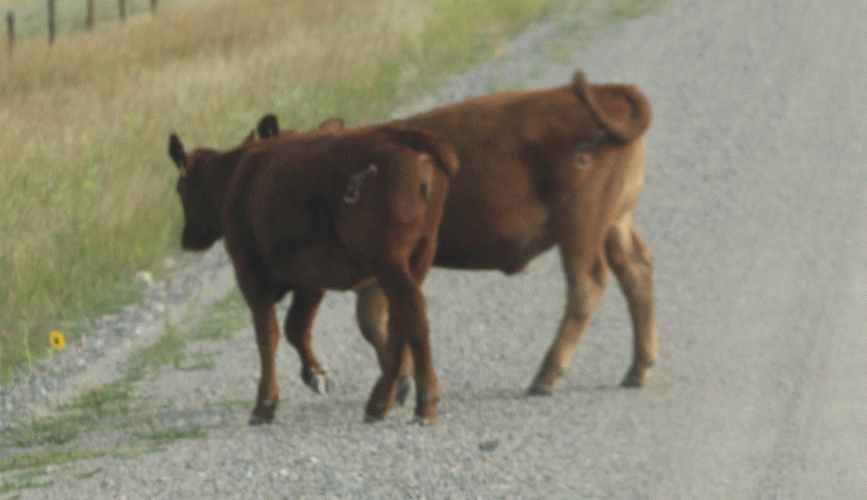 20210815Cattle1.gif