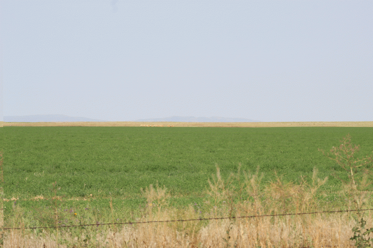 20210815IrrigatedField01.gif