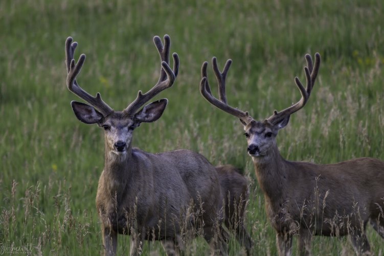 Double Buck in velvet.jpg Double Buck in velvet.jpg