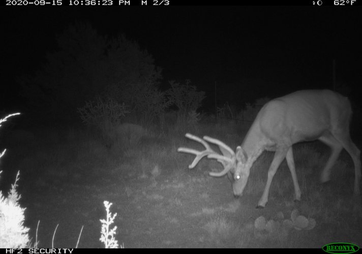 Mule Deer_0219.jpeg